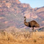 The MS Plus Ikara-Flinders Ranges Adventure